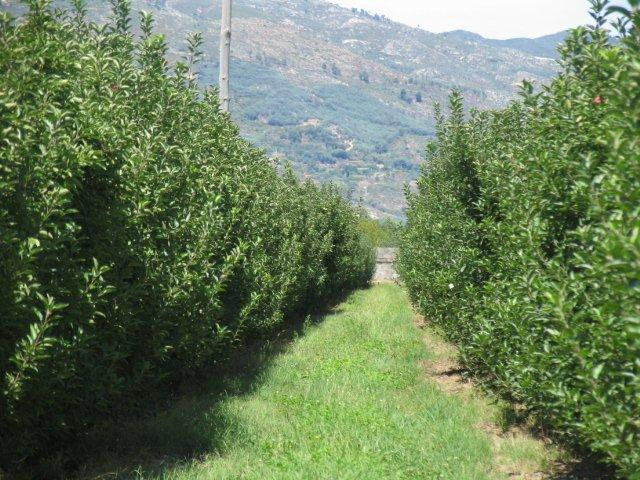 Desarrollo de cubiertas vegetales