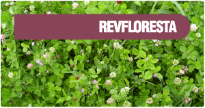 REVFLORESTA